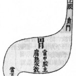 Organes et entrailles en médecine chinoise