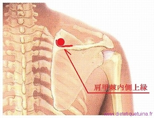 Le point Qu Yuan du méridien de l’intestin grêle (13IG)