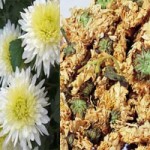 fleurs de chrysanthème en médecine chinoise