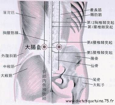 Le point Da Chang Shu du méridien de la vessie (25V)