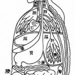 Relations des organes et des entrailles