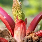 Nouvelle plante rhubarbe
