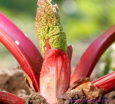 Nouvelle plante rhubarbe