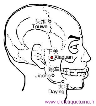 Le point Xia Guan du méridien de l'estomac (7E)