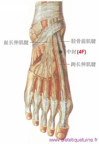 Le point Zhong Feng du méridien du foie (4F)